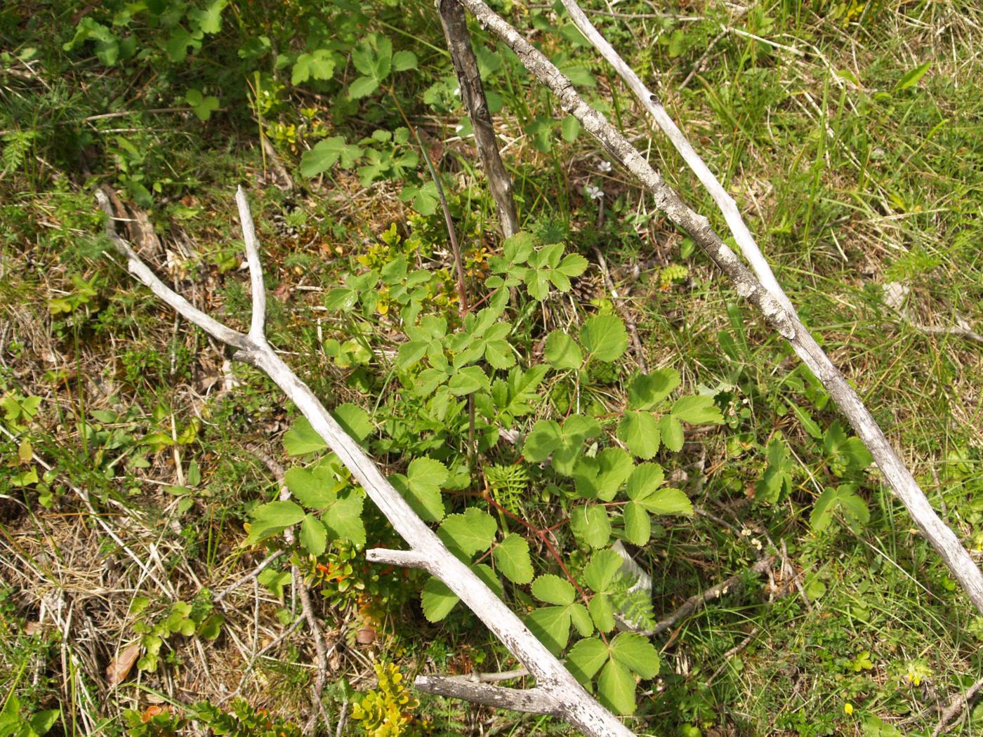 Sermountain [Nestler's] plant